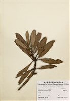 藏品(臺灣杜鵑)的圖片